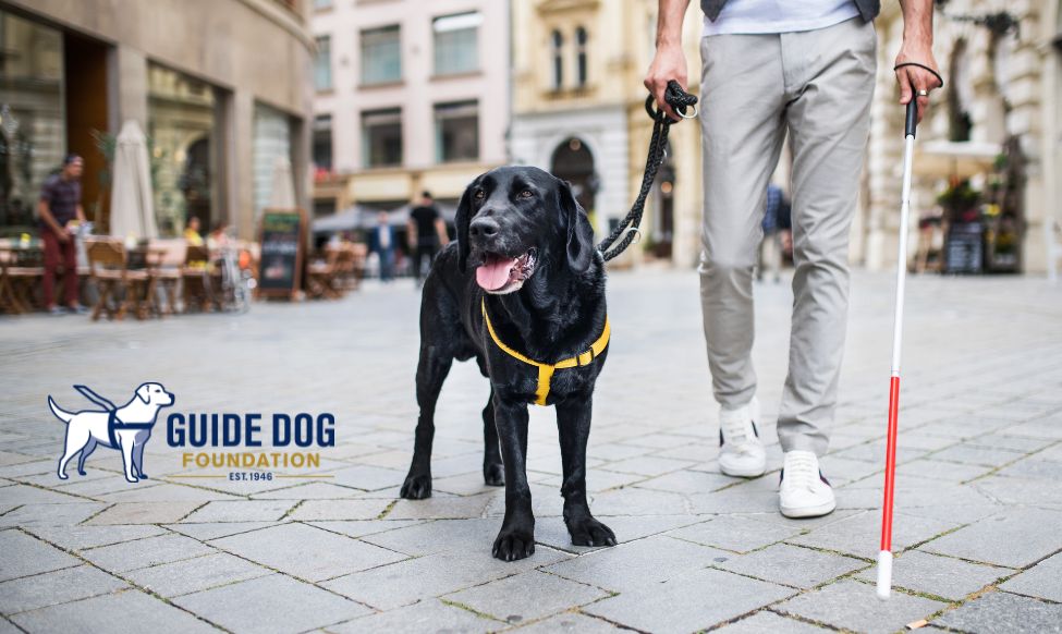 CMM Cares Works with Guide Dog Foundation to Continue Adopted Family Support